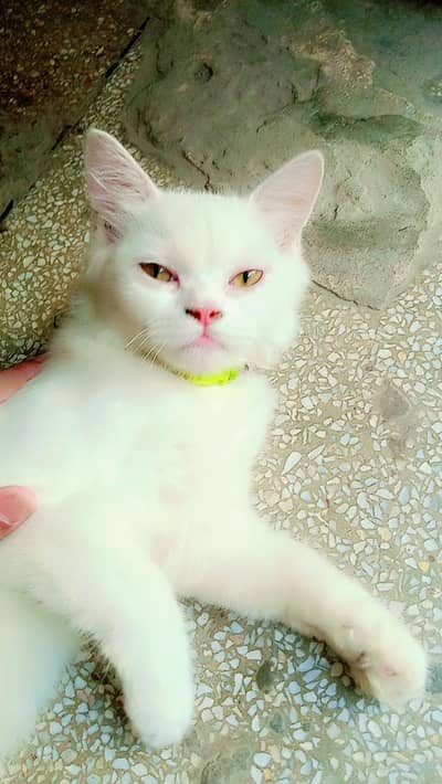 Female Persian triple code cat