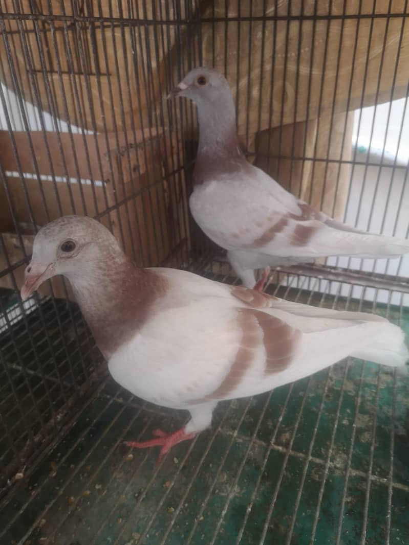 Qasid Pairs 1