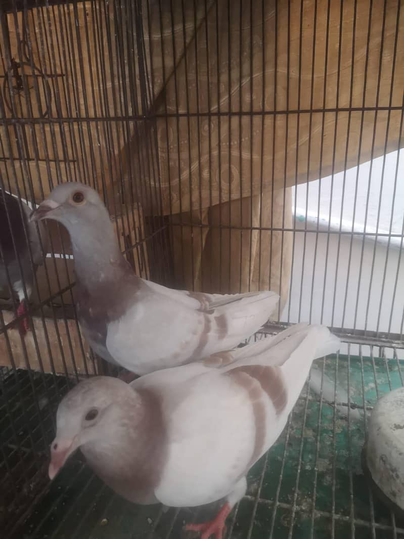 Qasid Pairs 2