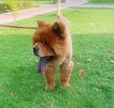 chow chow