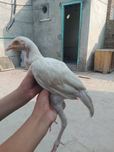 ya bhut achi hai