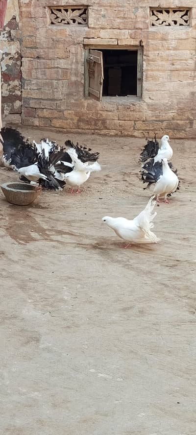 pigeon lucky Kabotar