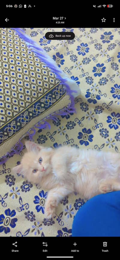 Persian male kitten