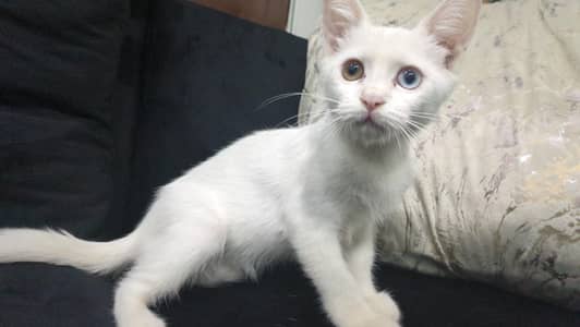 white Persian
