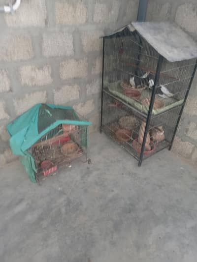 6 birds 2 cage