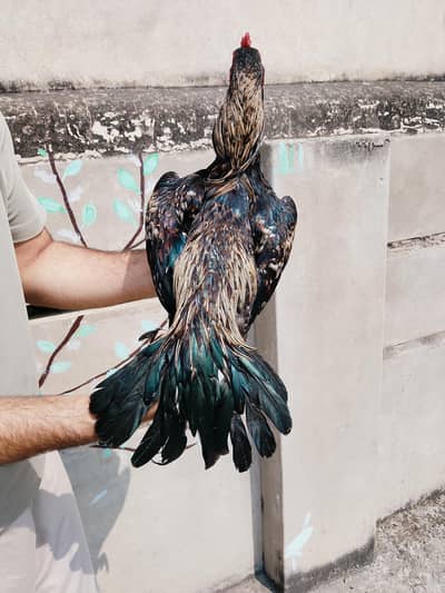 Aseel murgy ,kurak murgi for sale
