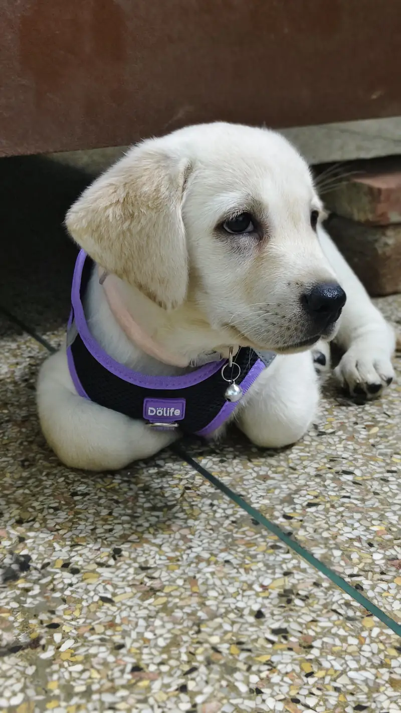 labra British female 2 month