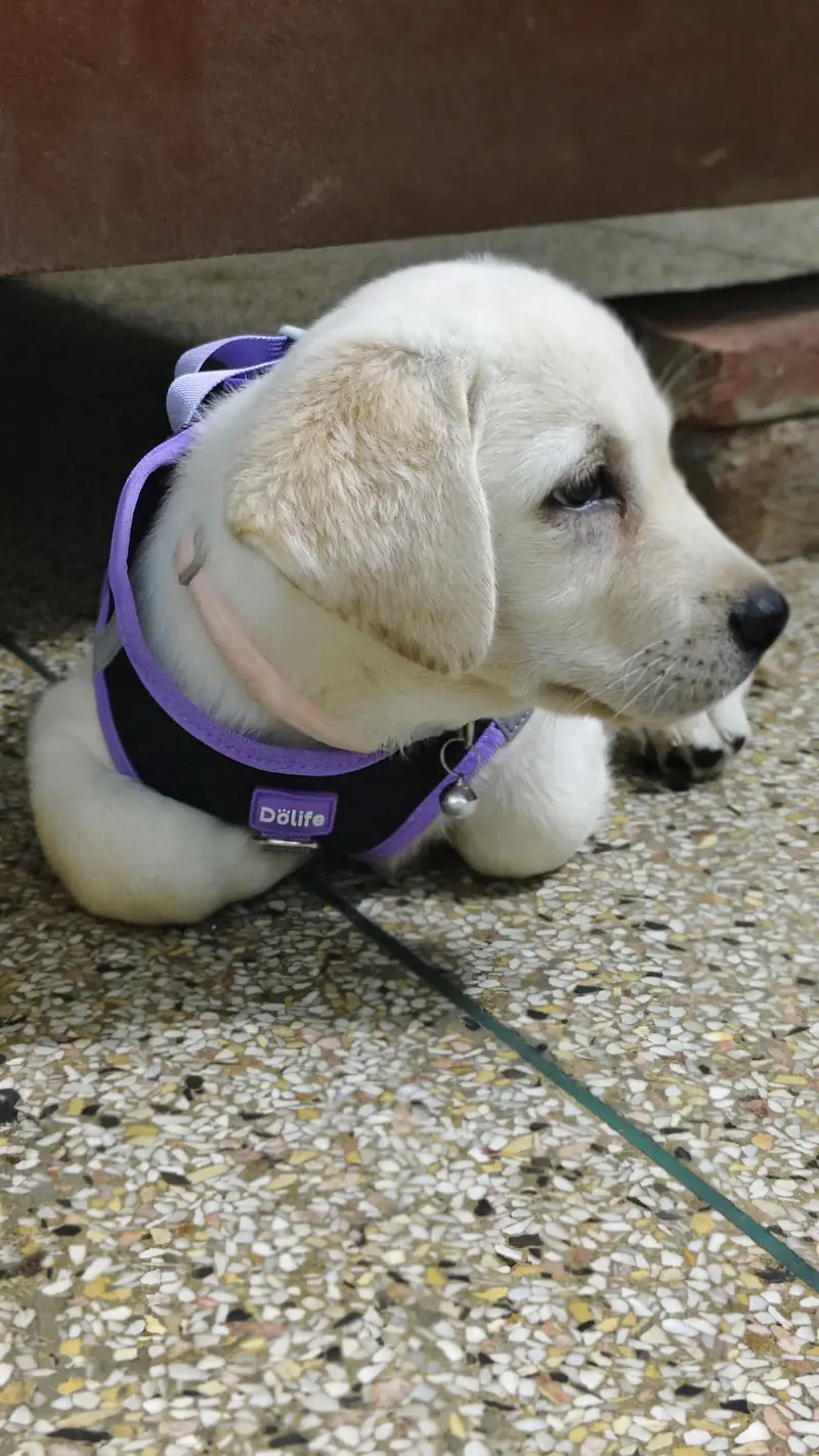 labra British female 2 month — photo 2