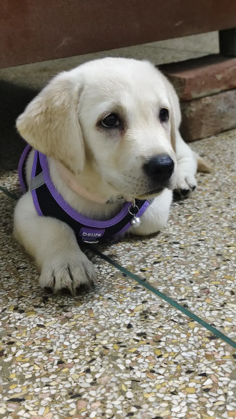 labra British female 2 month — photo 3