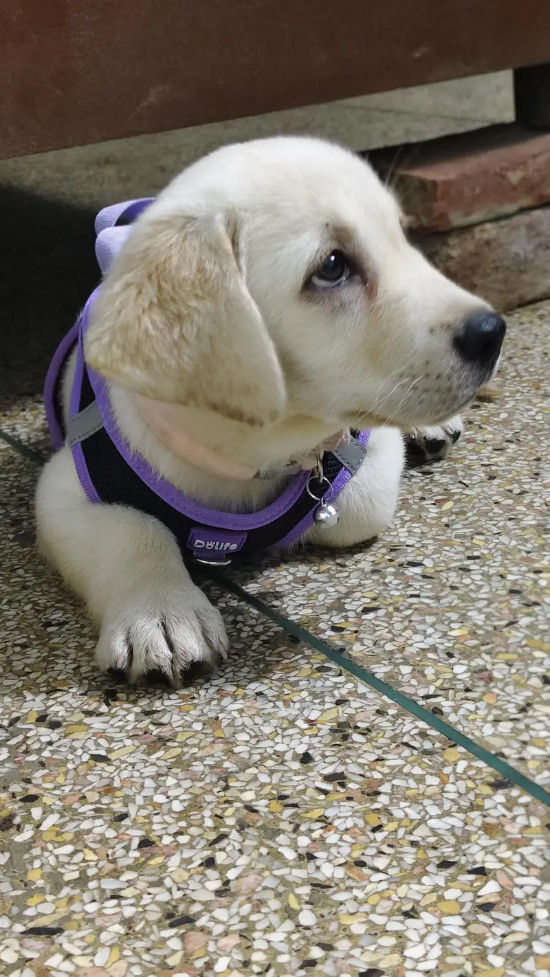 labra British female 2 month — photo 4