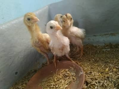 Aseel Heera chicks