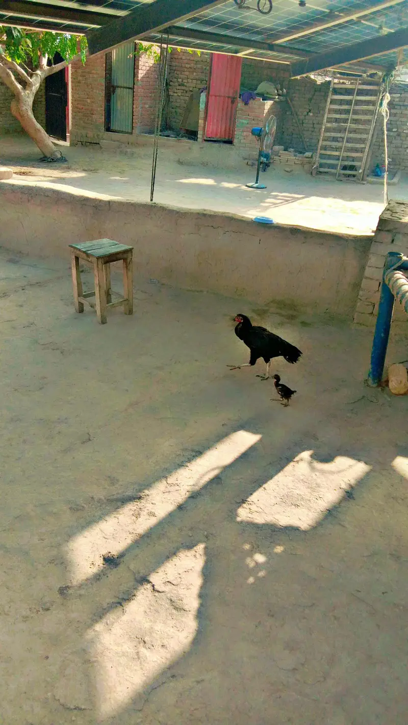 aseel murgi — photo 2