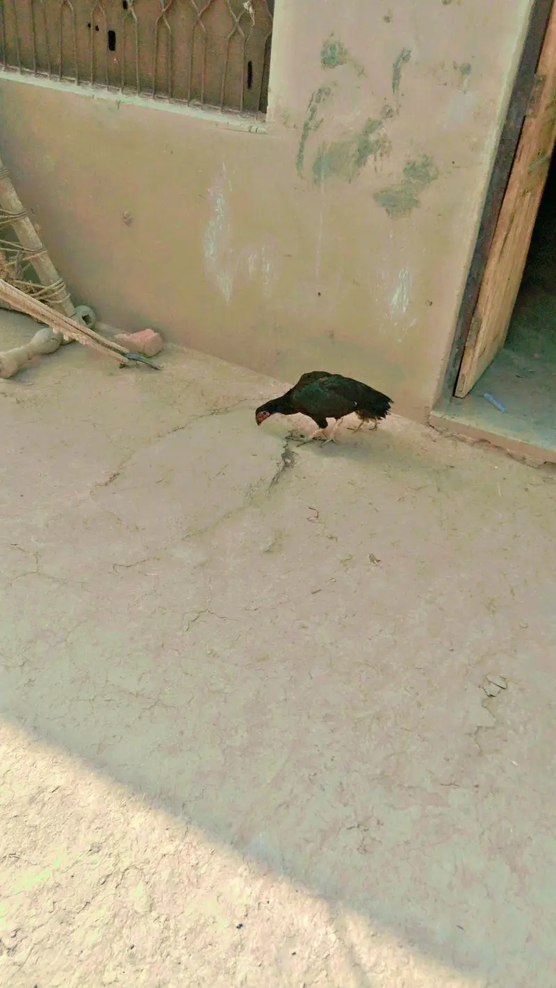 aseel murgi — photo 3