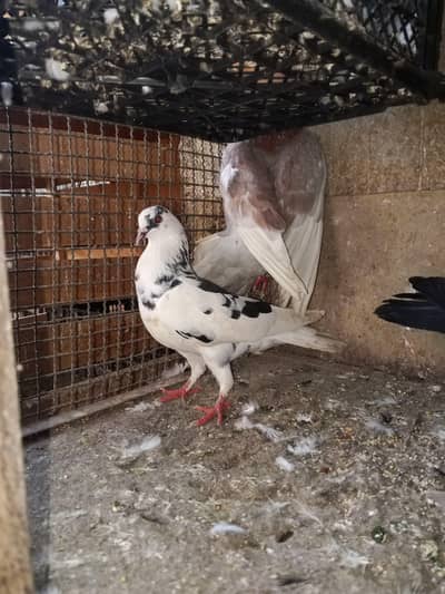 phathe pigeons
