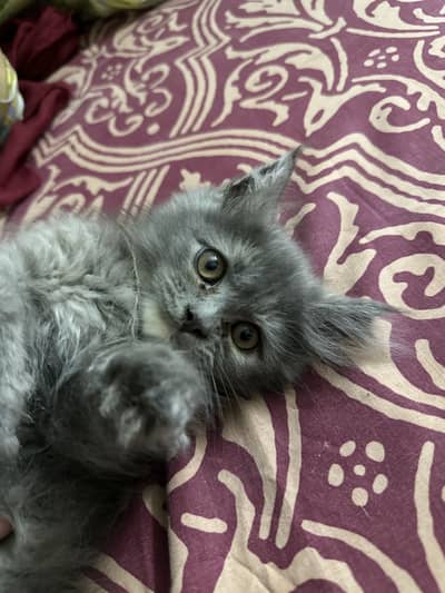 Pure Persian Kitten | Triple Coated |