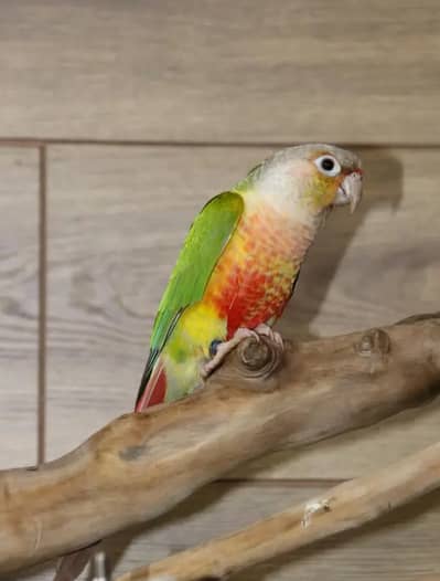 Pineapple conure /cocktail