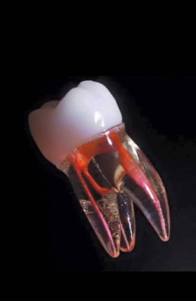 Required Female Dental Surgeon