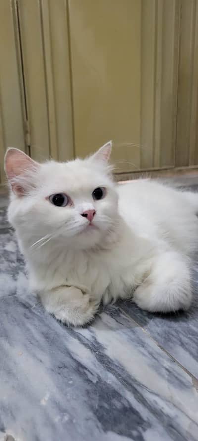female cat for sale