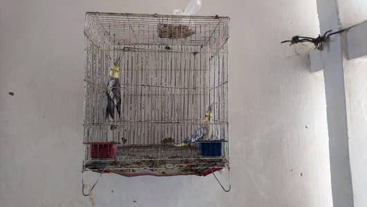 cocktail parrot pair for sell