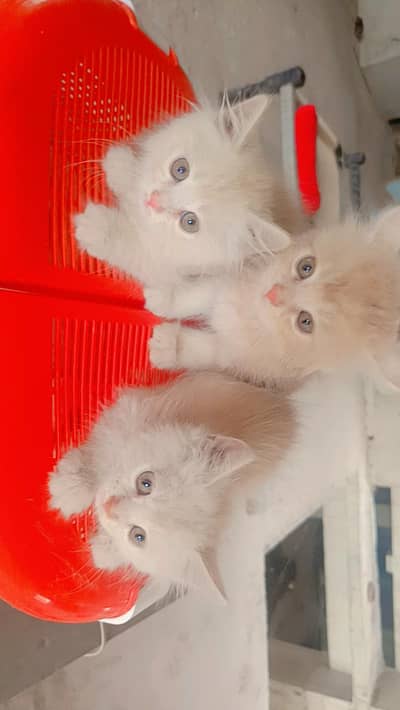 3 female kitten available for sale