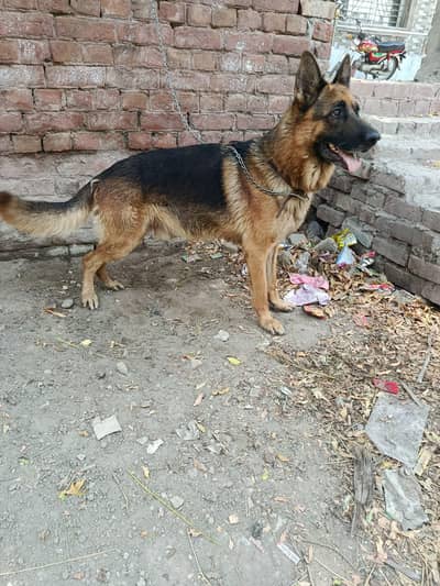 German shepherd Dog