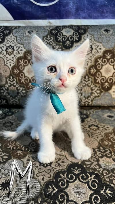 Persian Kitten | sami punch Face | high quality kitten | double coated