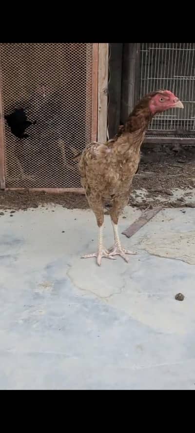 aseel female and Vietnam bloodline mixed male
