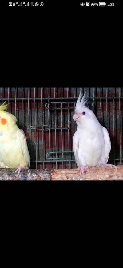 Coktail pair for sale. watsap03127731887