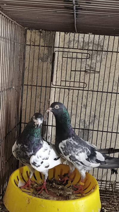 Teddy pair For Sale Location Lahore