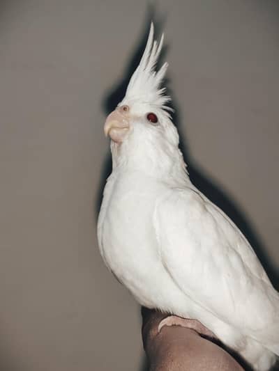cockatiel