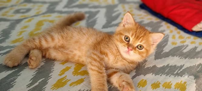  Super Cute and playful [Breed /color] Kitten for sale -Healthy