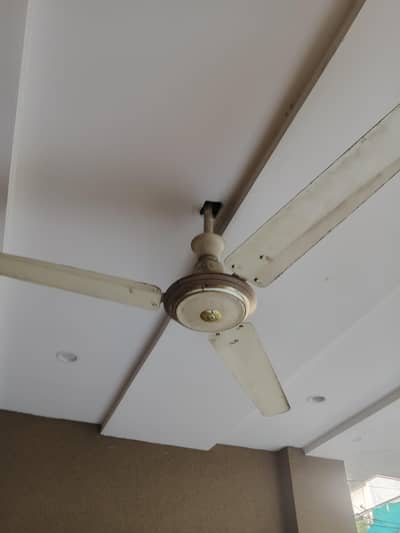 ceiling fans 10/10 condition 3 fans available