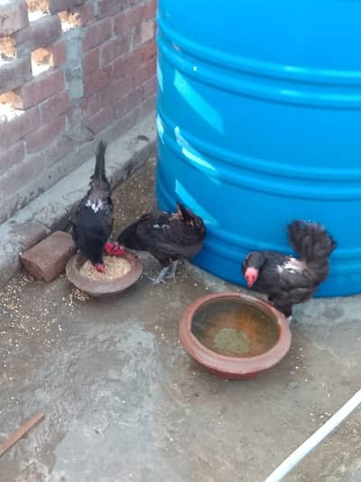 astrolop hen for sale contact 03486456826