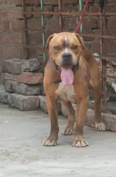 pocket size pitbull