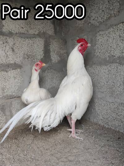 high quality white breeder with white chicks guarantee 2