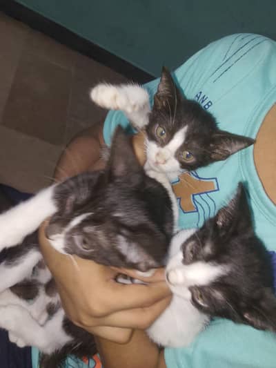 persion cat with 2 kittens
