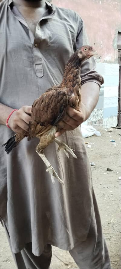 aseel with chicks