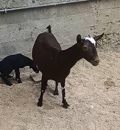 Omani bakri Sath Nigerian cross female