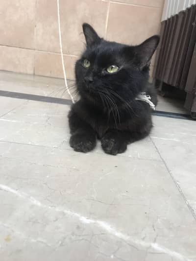 Cat male and very beautiful