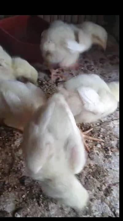 shamo aseel chick