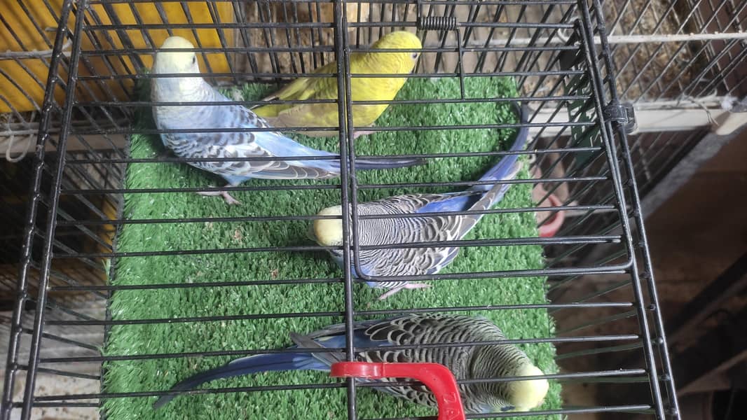 Black wing split Budgie 0