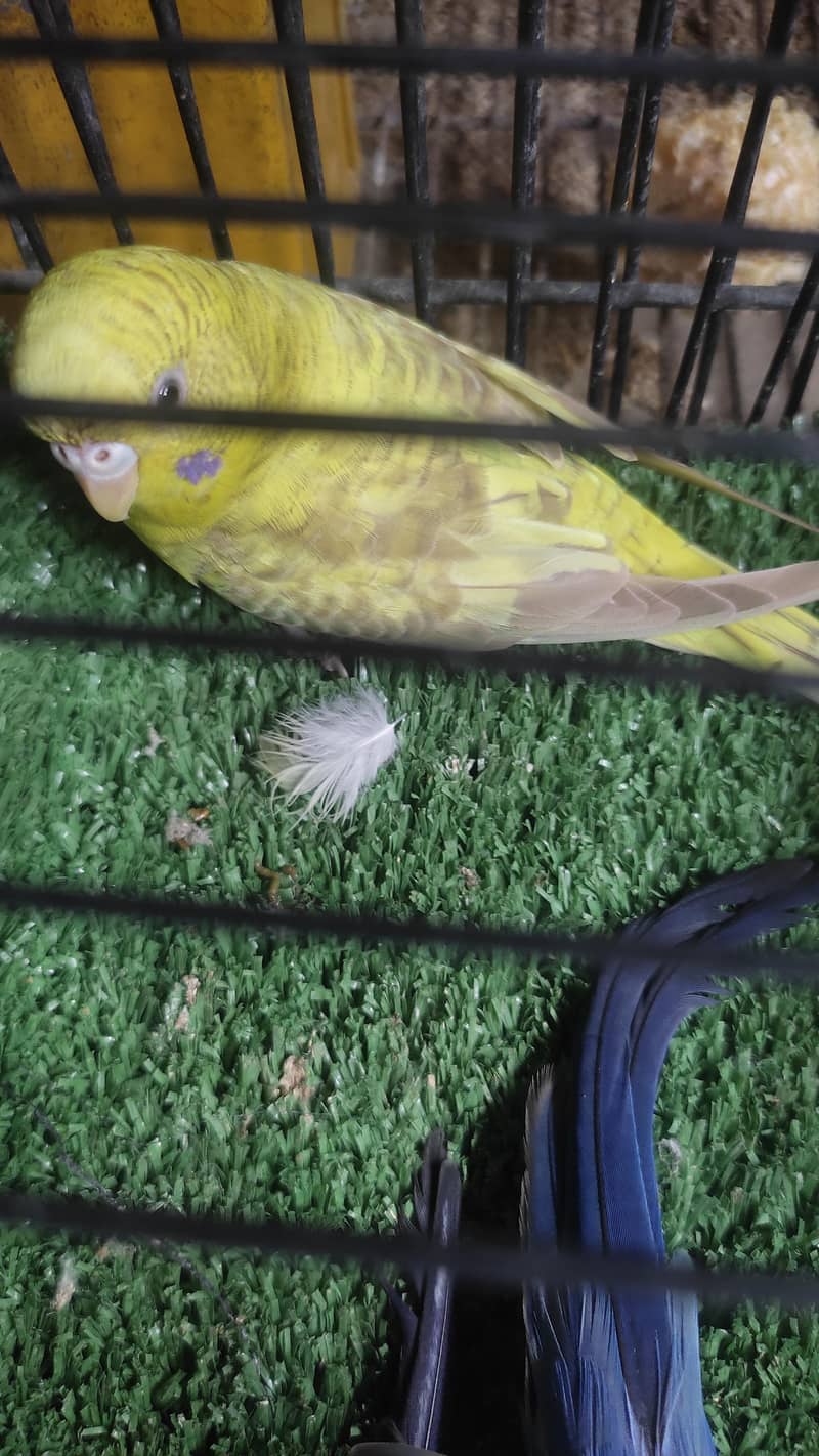 Black wing split Budgie 1