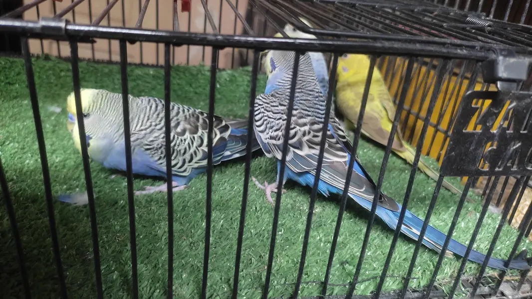 Black wing split Budgie — photo 3