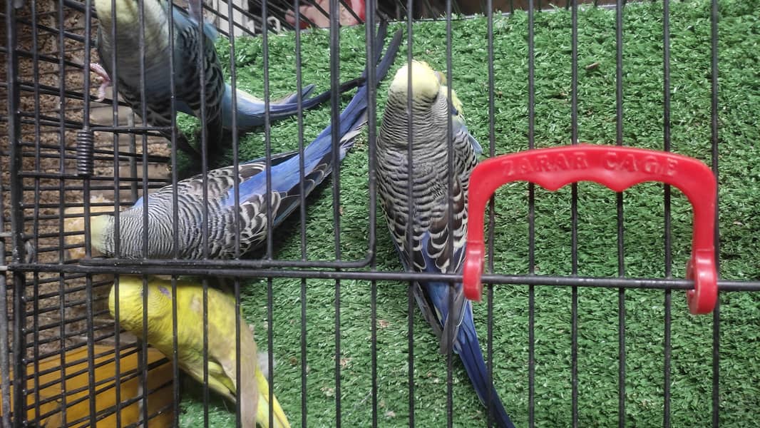 Black wing split Budgie 3