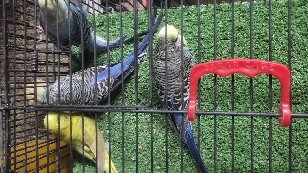 Black wing split Budgie — photo 4