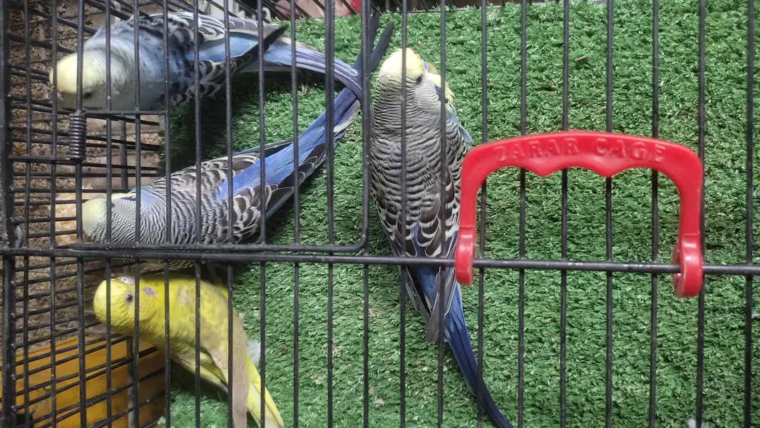 Black wing split Budgie — photo 5