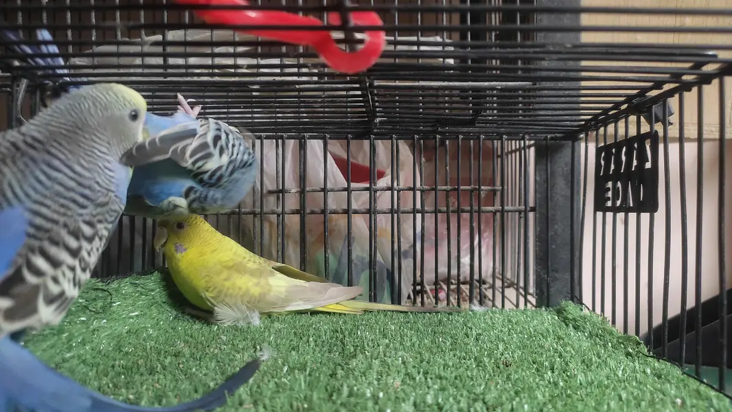 Black wing split Budgie — photo 6