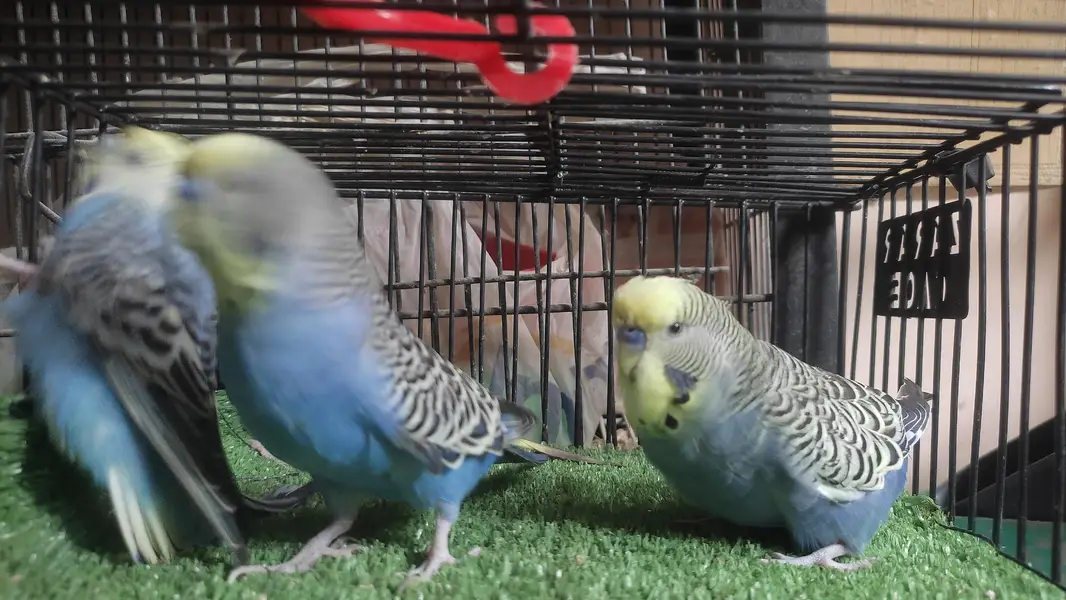 Black wing split Budgie — photo 7