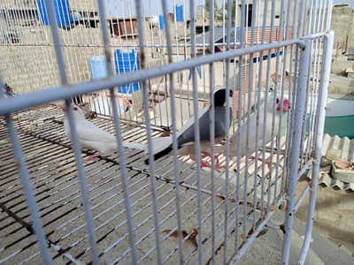 for urgent sale  14 pice 7 whight and 7black all male female and patha