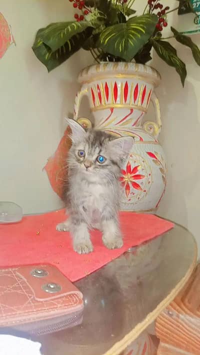Cute Persian Kittens AvailablePersian Kittens for Sale